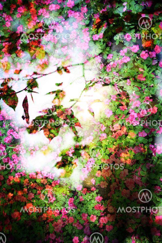 Double exposure of floral objects