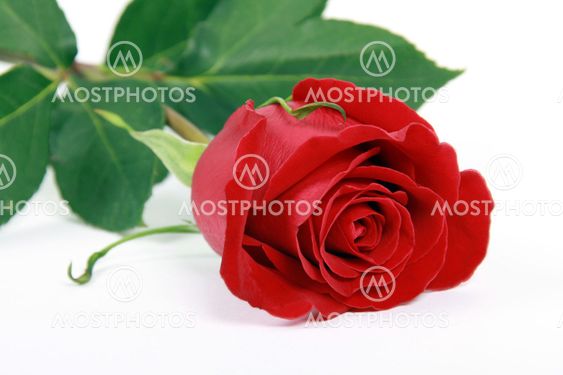 Red rose