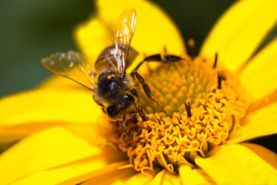 Honey-bee on yellow flower