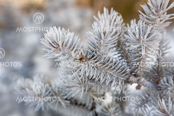 Fir branch