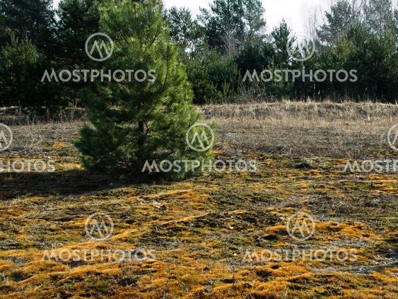 Young pine on a meadow