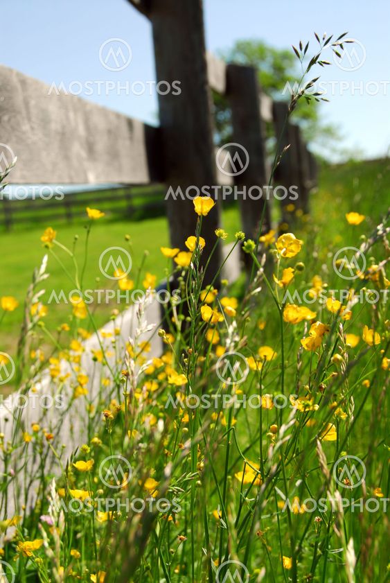 Summer meadow