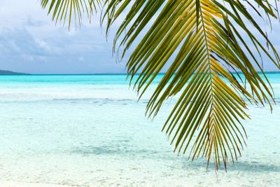 tropical beach with palm tree in french polynesia