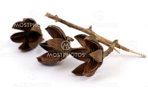 aromatic home accessories