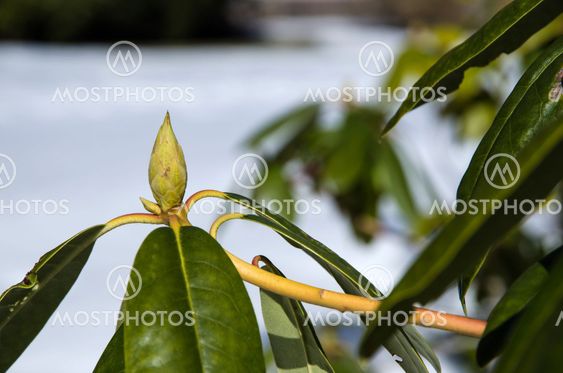 Rhododendron bud