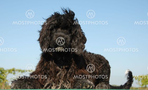 puppy portuguese water dog