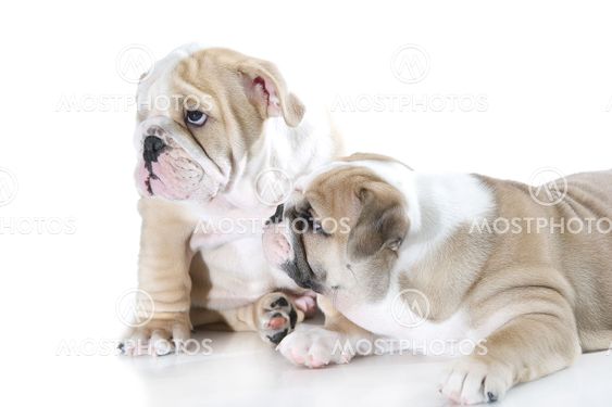 Cute english bulldog puppies isolated