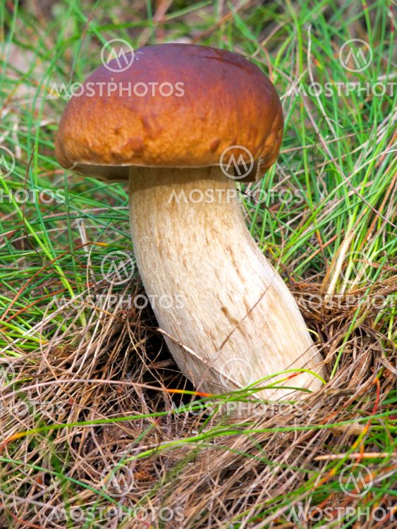 Mushroom in the grass