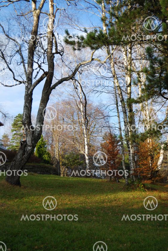Autumn in countryside