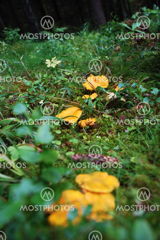 Golden Chantarelle