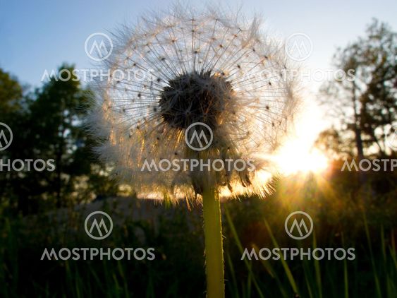 Dandelion Ball.