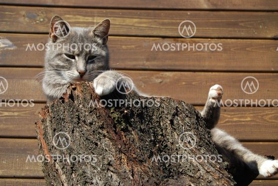 Katt på bålen