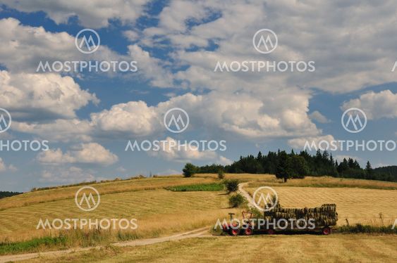 Harvest in mountain
