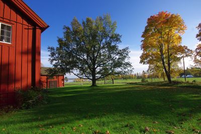 Den gamla eken vid Folkärna gammelgård