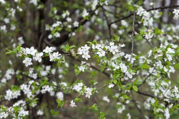 Delicate white blossoms on a tree branch in a spring...