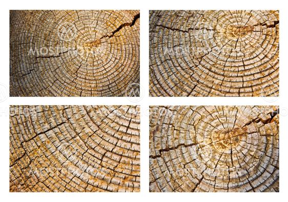Old wood texture