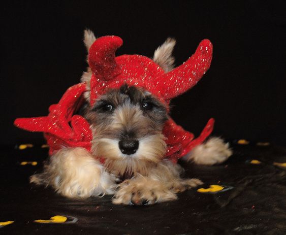 LITTLE DEVIL