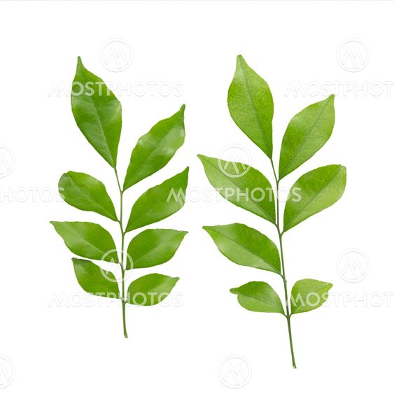 murraya paniculata or orange jasmine leaves. isolated on white background