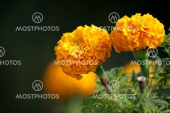 Yellow Marigold flower on a black background