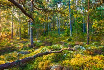 Lush green forest in Sweden with sunlight filtering...