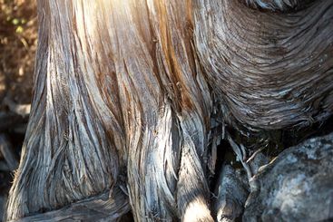 The texture of a dry juniper tree trunk. Curved trunk...