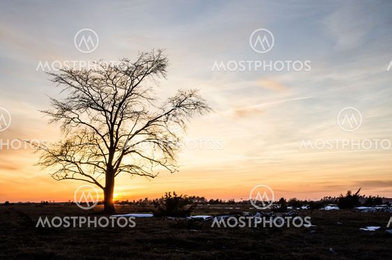 Lone elm tree at coloured sky