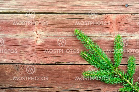 Single spruce twig