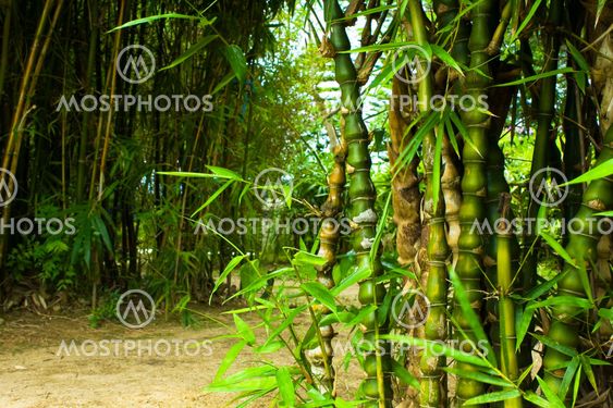Asian Bamboo forest