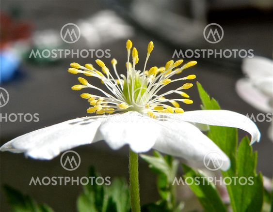 Anemone nemorosa in close-up