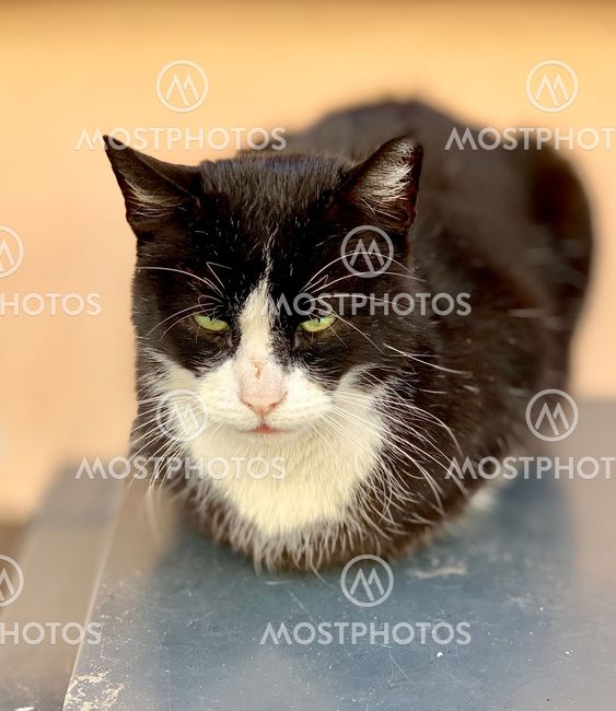 Sleepy cat resting on wall