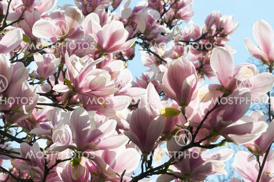 magnolia-tree