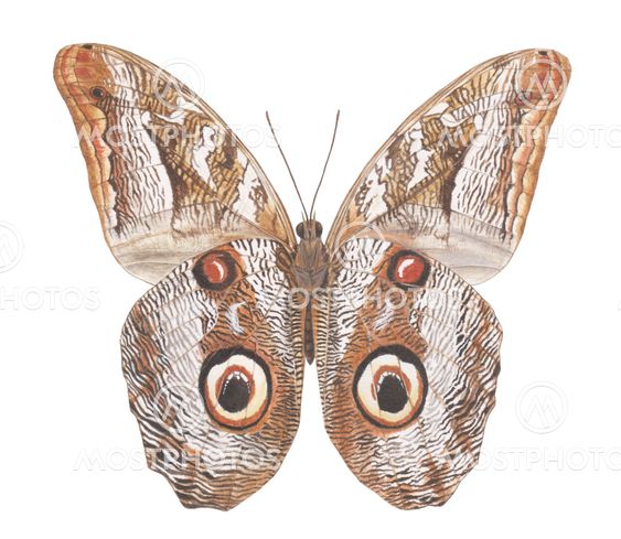 Owl-Moth2