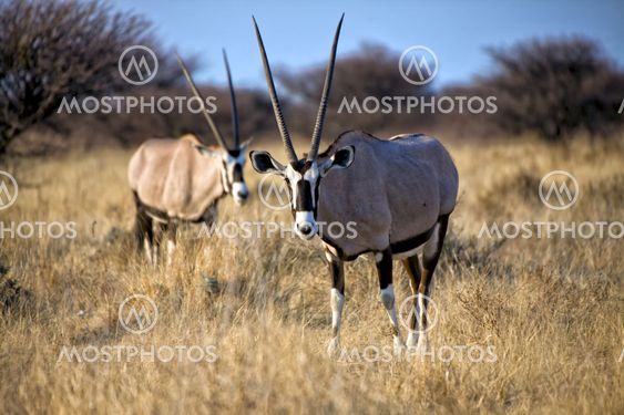 Oryx in Etosha National Park Namibia