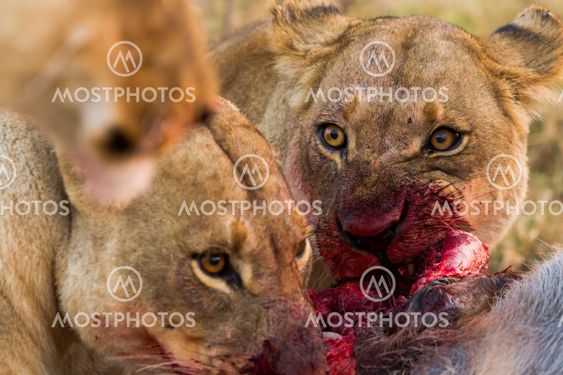 lion the king of the jungle of Tanzania