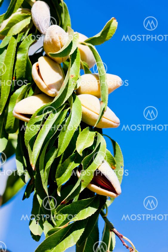 almond tree, Portugal