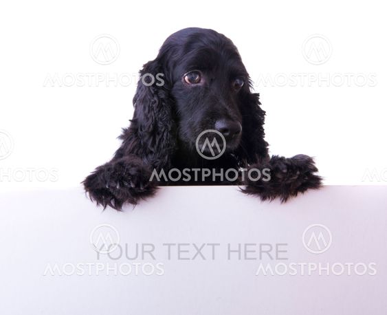 cocker spaniel dog