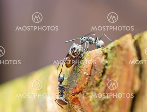 ants and leaf hopper