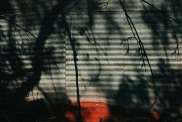 Abstract background, shadow of the tree branches on...