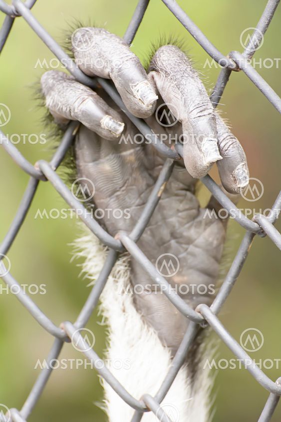 Douc Langur