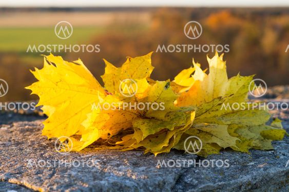 Wreath of maple autumn leaves on the stone surface