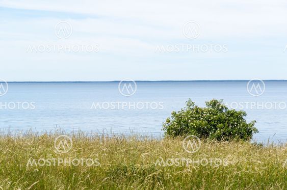Kustbild med grönt gräs och blommande vildrosbuske
