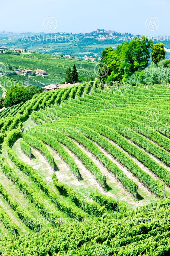 vineyars near Barbaresco, Piedmont, Italy