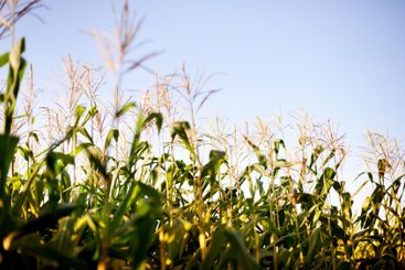 Plants, corn field or leaves with sky, natural growth or...