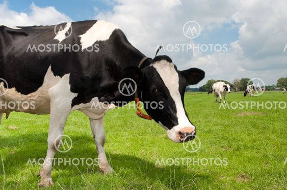 frisian cow