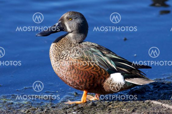 Australian Shoveler