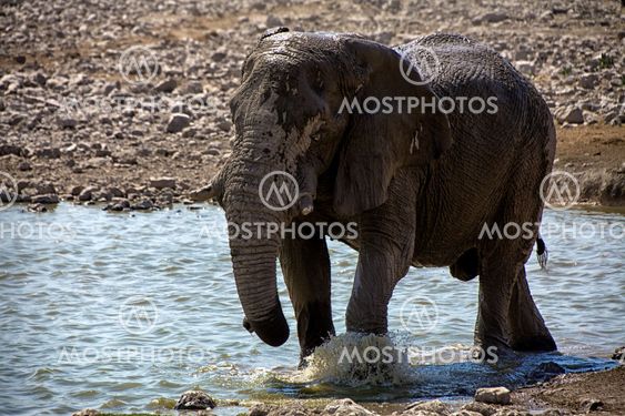 Elephant in a waterhole in etosha national park namibia