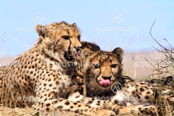 cheetahs showing their tongs in etosha national park namibia africa