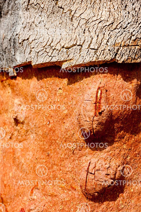close up of cork oak, Alentejo, Portugal