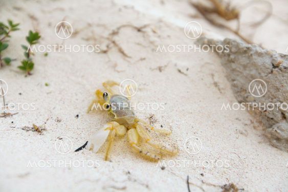 marine crab on a background of sand