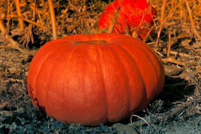 Pumkins in Osterlen Skane Sweden